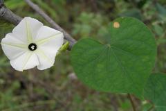 Ipomoea obscura